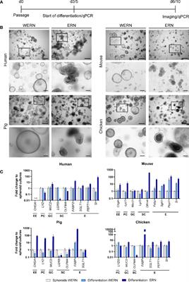 Harmonization of Protocols for Multi-Species Organoid Platforms to Study the Intestinal Biology of Toxoplasma gondii and Other Protozoan Infections